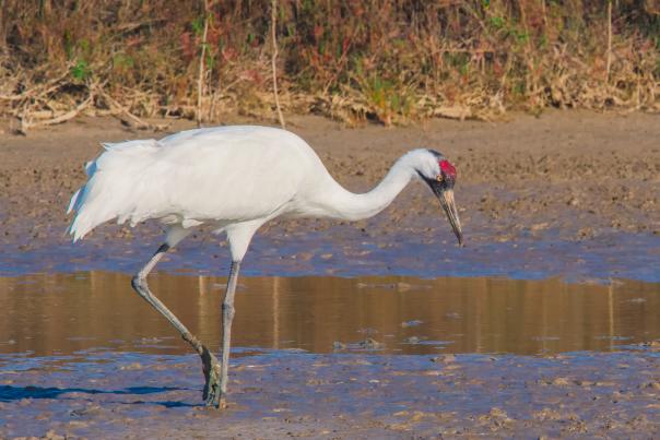 A lone white whooping crane stands in a marsh