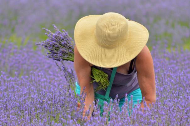 Lavender Festival, McKenzie River by Thomas Moser