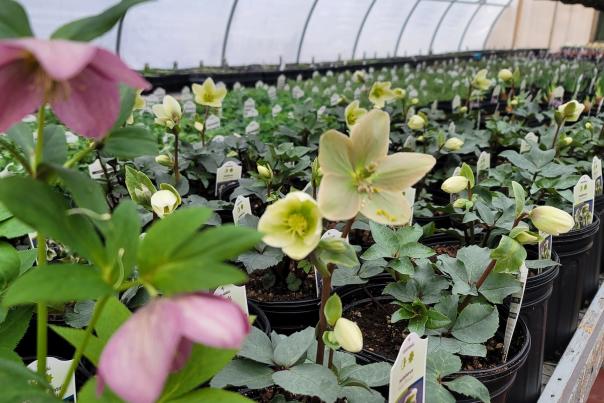 Find a large variety of hostas at Hosta Stop Gardens this season.
