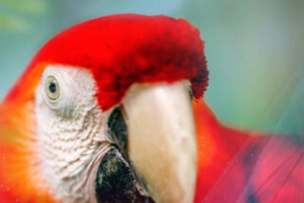 Zoo Knoxville Macaw
