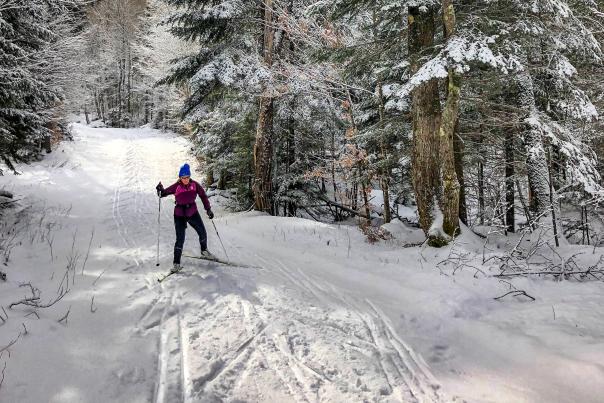 cross country skier, nordic skier, in the winter forest