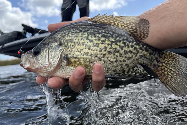 Great crappie fishing awaits you this winter and spring on The Northshore