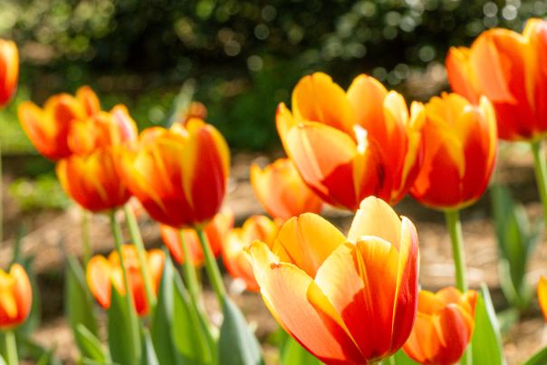 Tulips