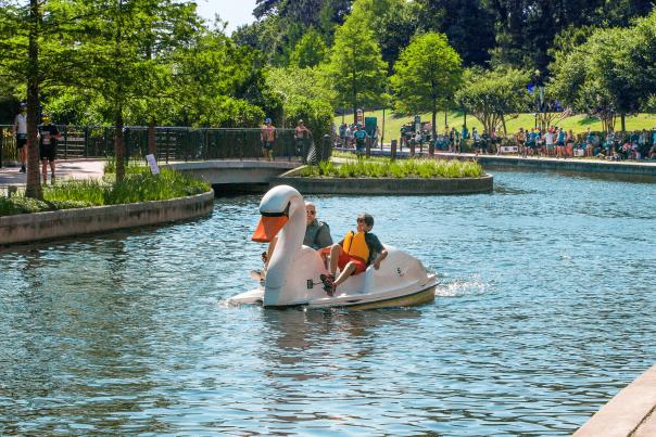 Swan Boats on The Waterway