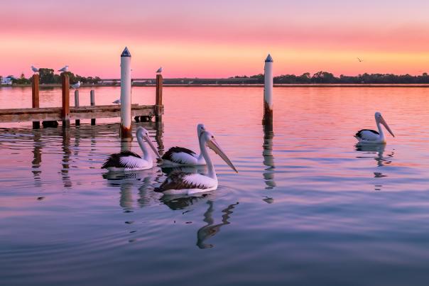 Flock of pelicans in Mandurah