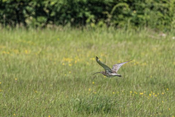 Curlew in Flight