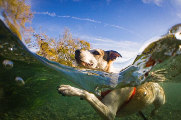 Dog swimming in river