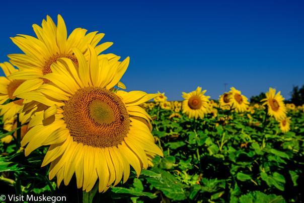 A bright sunflower field under a clear blue sky, with a watermark reading "Visit Muskegon" on the bottom.