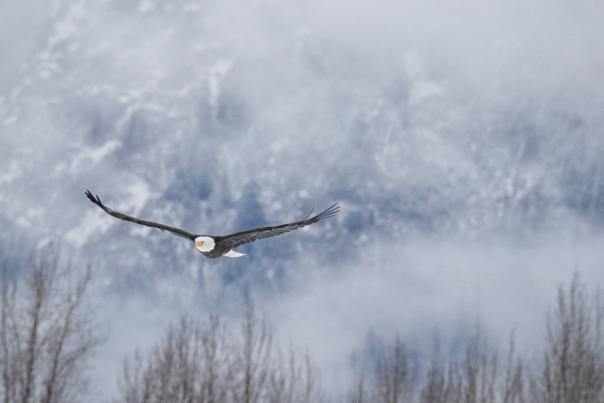 Eagle soaring above Chilkat River