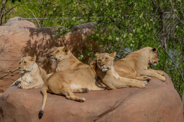 New Lion Cubs