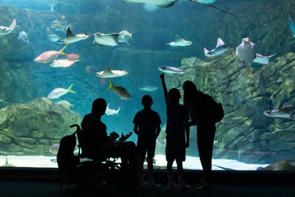 A family looks at the tropical fish at Ripley's Aquarium