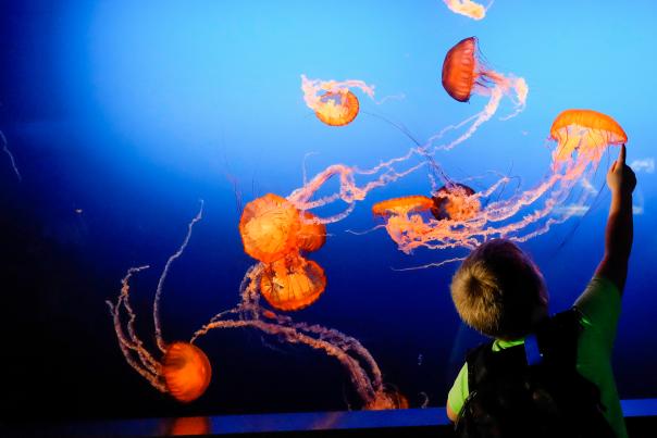 Omaha's Henry Doorly Zoo & Aquarium