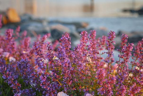 Sean Smith - Yorktown Beach Flowers