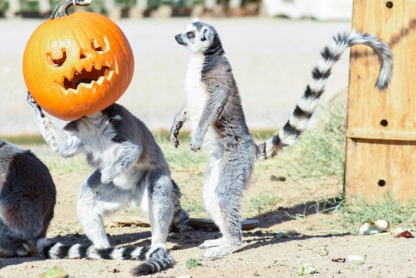 Ringtail lemurs play with a pumpkin