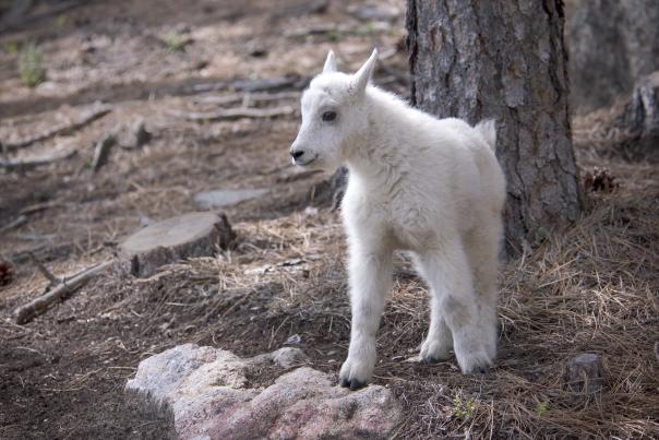 Baby Mountain Goat