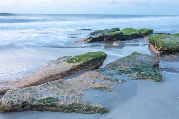 Image of the rare and distinctive mossy coquina rock formation.