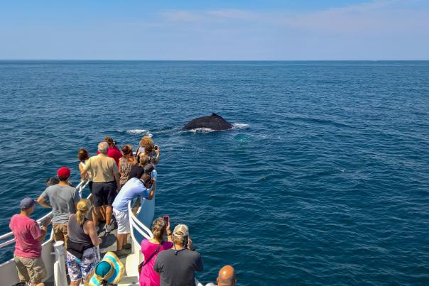 Whalewatching