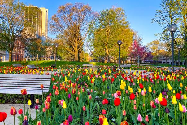 Colorful spring tulips at Freimann Square