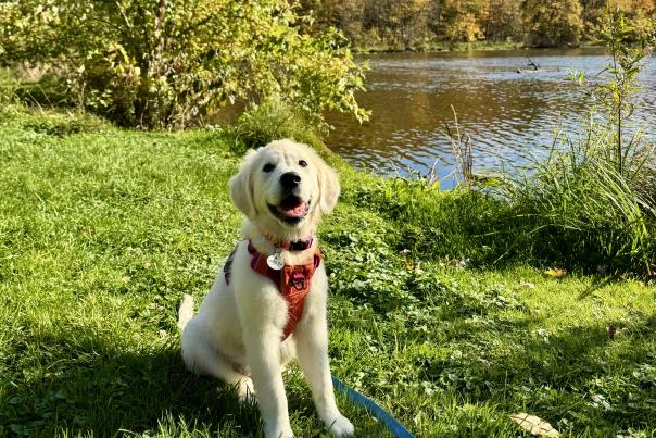 A golden retriever puppy sits on bright green grass near a lake with colorful fall trees in the background. The puppy is wearing an orange harness and smiling toward the camera on a sunny day.