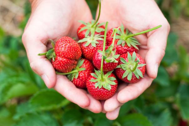 Hands holding freshly-picked Umpqua Valley strawberries.