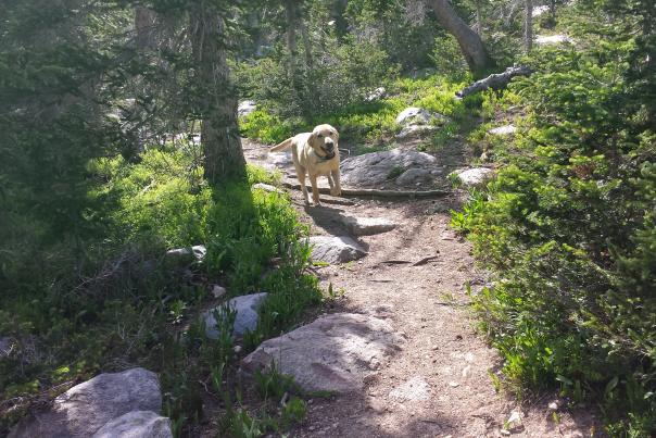 A yellow lab enjoys a hike in Medicine Bow National Forest.
