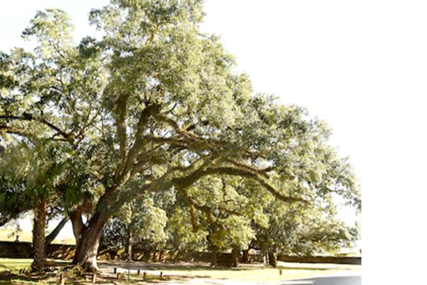 A drawing of a large oak tree with long limbs extending out and down to the ground.
