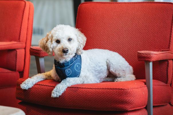white puppy on hotel couch with navy blue visit Annapolis bandana around its neck