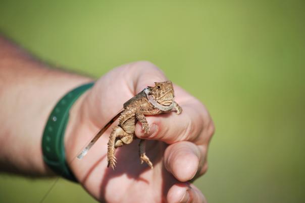 A hand holding a Texas Horned Lizard
