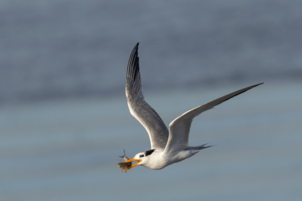 Rare Bird Sighing on the River Exe Stuns Bird Watchers across the Country