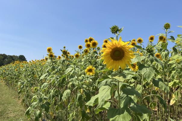 Sunflowers at Patterson Farm