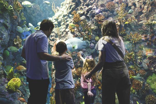 Family Attraction Aquarium
