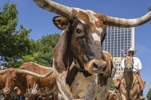 Longhorn in the middle of downtown Amarillo