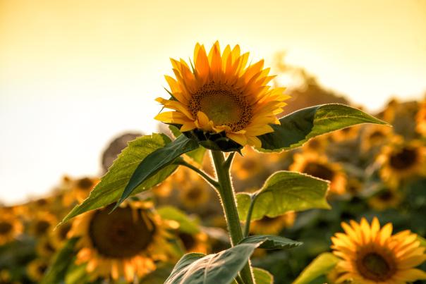 Family poses in a big field of Sunflowers at Grinter Farms, near Lawrence and Leavenworth, KS