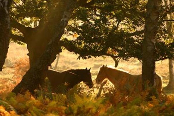 Infographic: New Forest Ponies