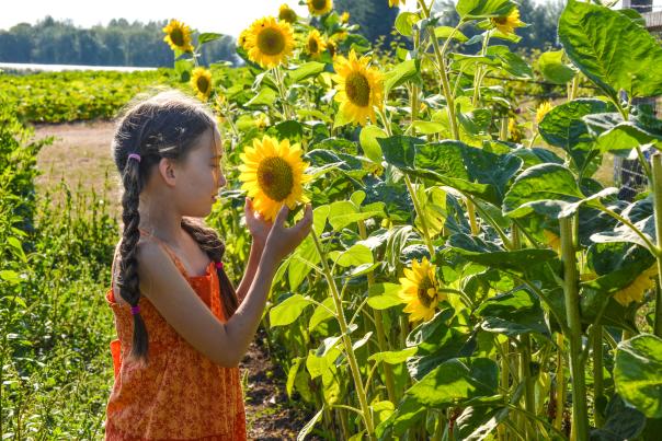 U-Pick Sunflowers at Groundwork Organics Farm