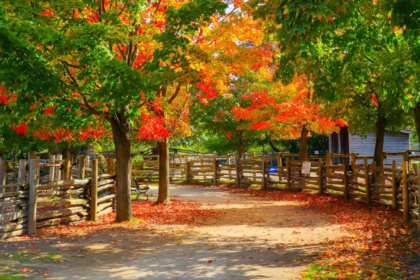 Fall leaves at Riverdale Farms