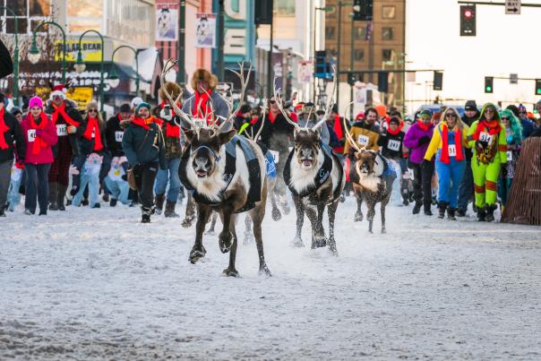 Running of the Reindeer event in downtown Anchorage
