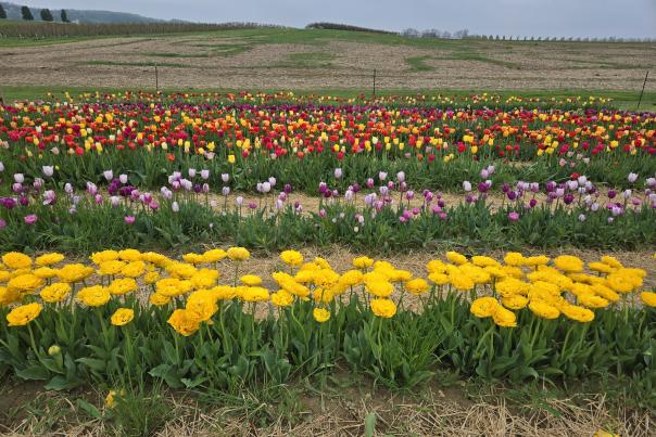 tulips at flinchbaughs