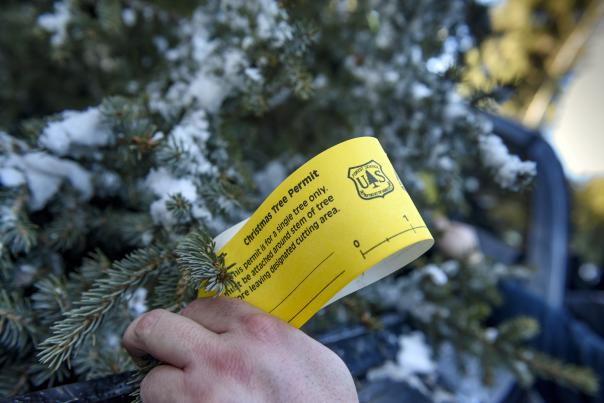 Christmas Tree Permits