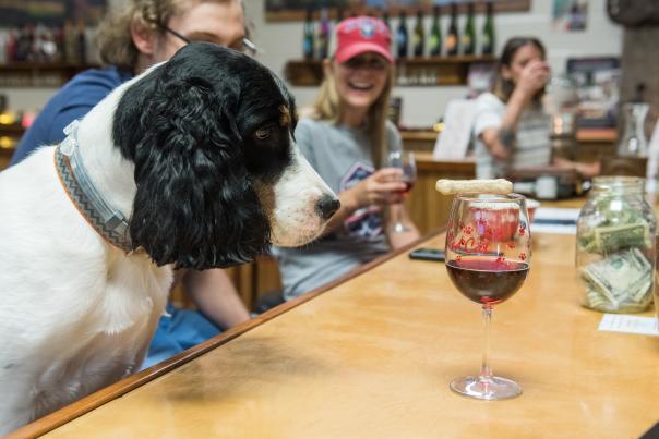 Pet friendly wine tasting at Hazlitt's