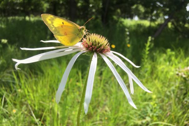 OKC Zoo Butterfly Populations