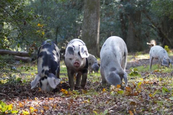 Pannage Pigs - Rachael 2023