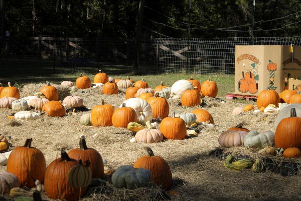Pumpkins at Woodland Acres