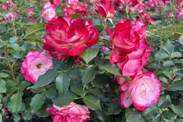 Pink roses at E.M. Mills Rose Garden at Thornden Park