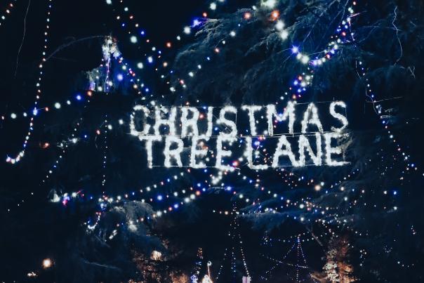 Christmas Tree Lane