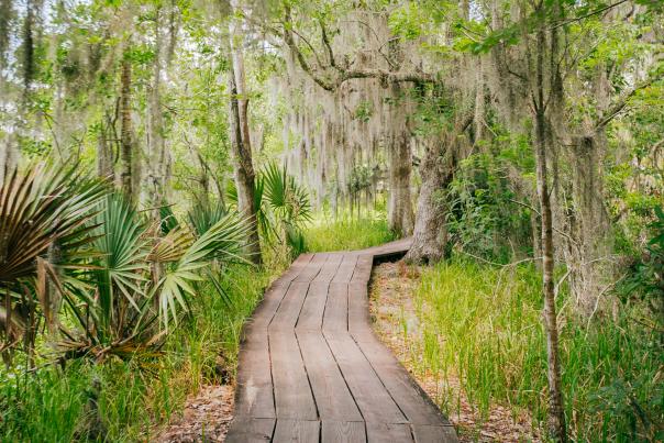 Barataria Preserve