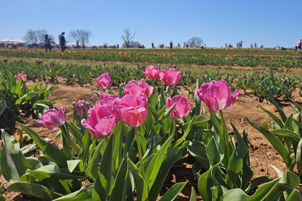 Hubert Family Farms - Tulips