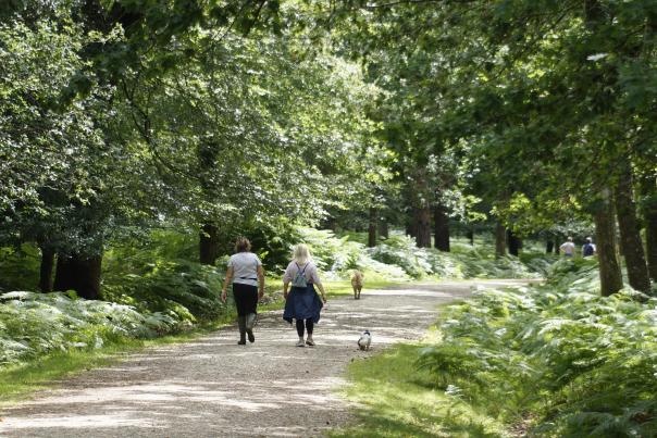 Two ladies walking dogs in the New Forest