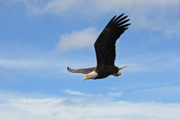 Birding in the Finger Lakes - photo opportunities - Bald Eagle