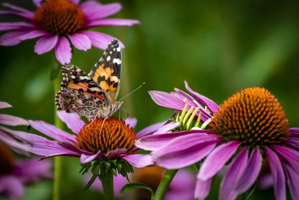 Butterfly on flowers